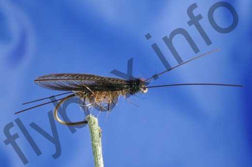 Fish4Flies Wonder Wing Stone